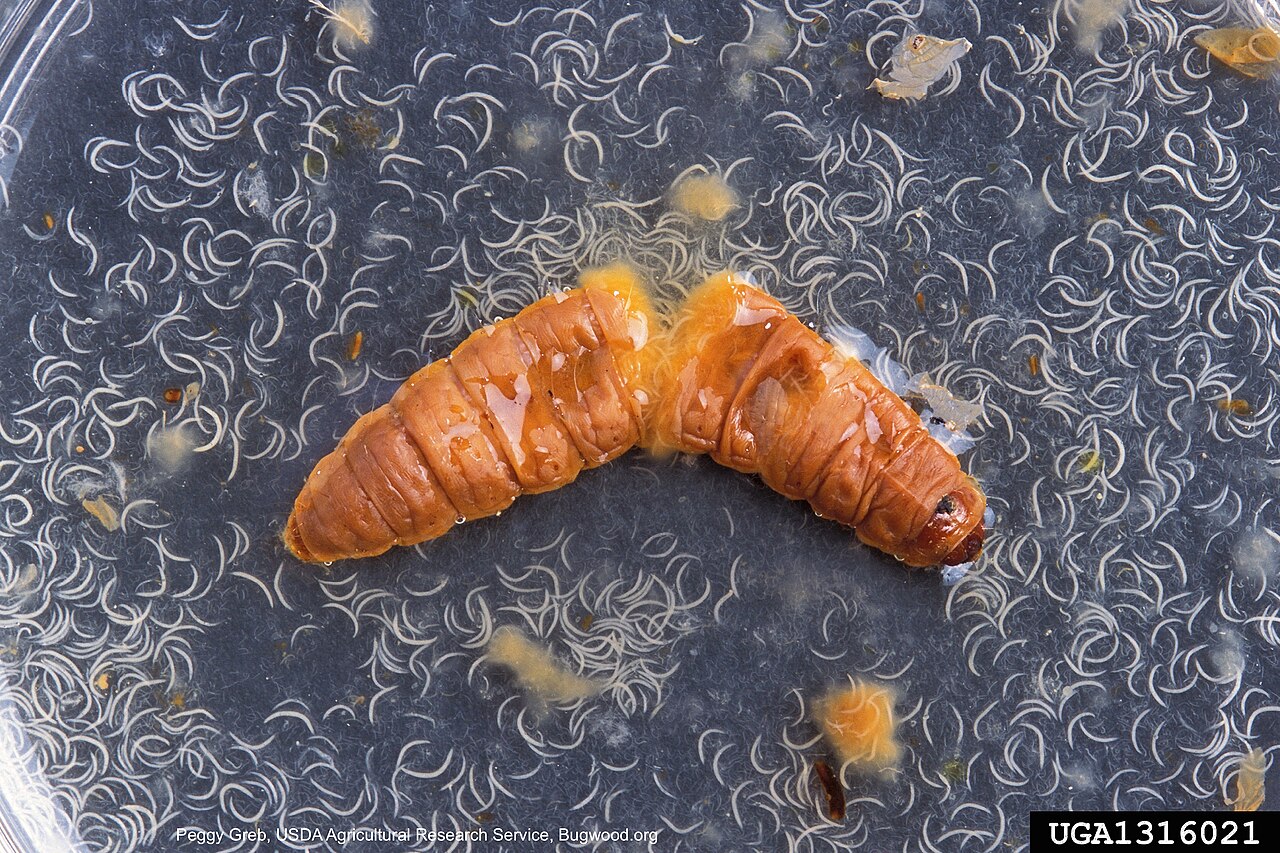 Entomopathogenic nematode Heterorhabditis bacteriophora, biological control against soil larvae