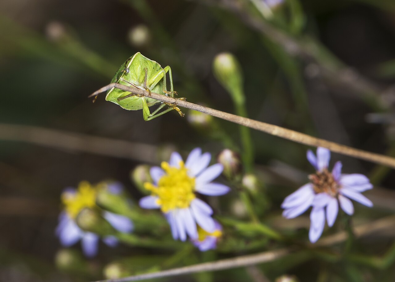 Southern green stink bug (Nezara viridula), a common fruit pest