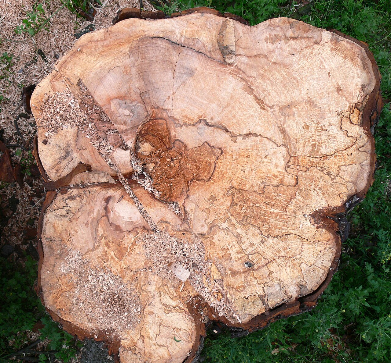 Wild chestnut tree dead due to Pseudomonas syringae bacteria — similar dieback is caused by pseudomonads on hazelnut