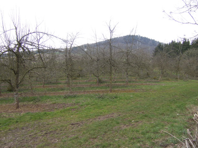Orchard (apple orchard) after winter pruning — illustration of a properly pruned orchard; hygiene and pruning timing are key to controlling bacterial diseases