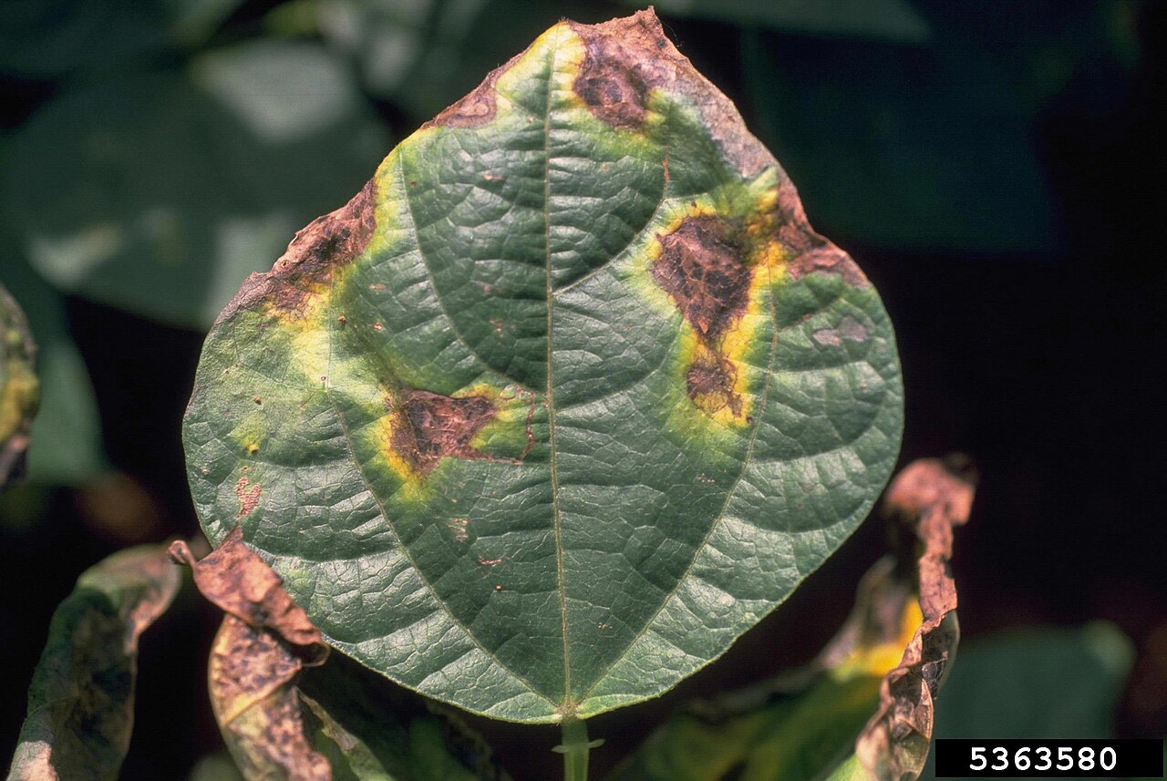 Leaf with brown necrotic spots and yellowing