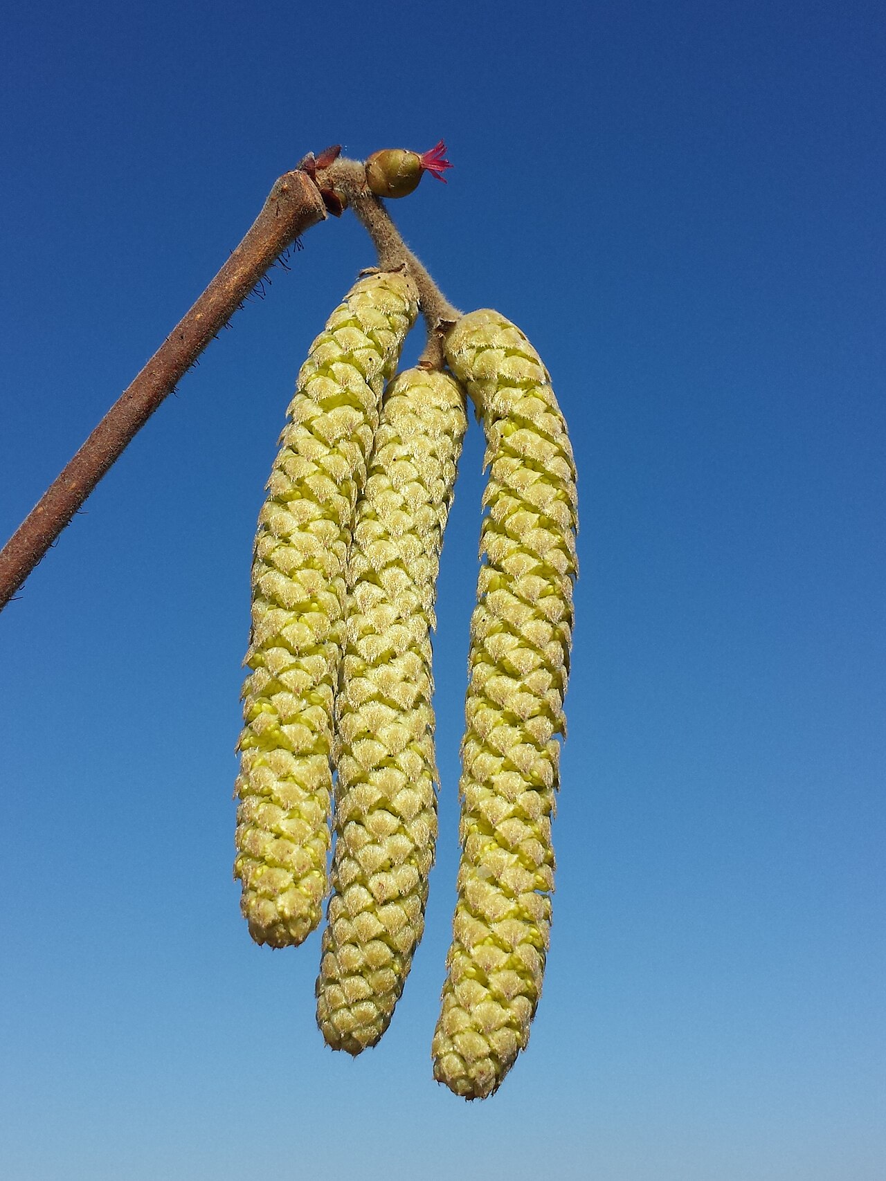European hazelnut (*Corylus avellana*), the main host susceptible to EFB
