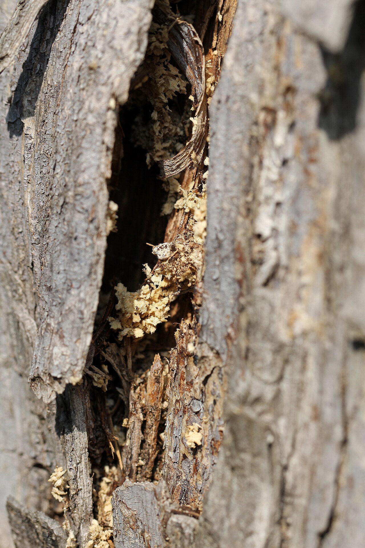 Canker disease on tree branch