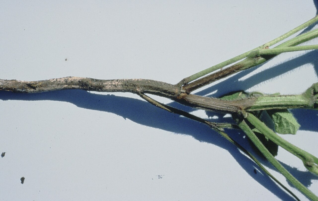 Root rot caused by Phytophthora species with tissue necrosis