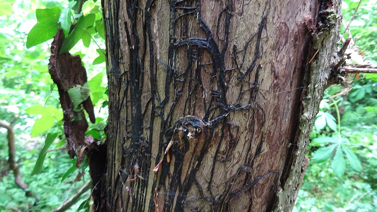 Dark rhizomorphs (root-like strands) of the fungus Armillaria mellea