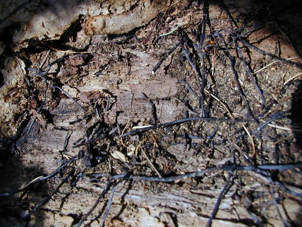 Rhizomorphs of honey fungus on exposed roots of an infected tree