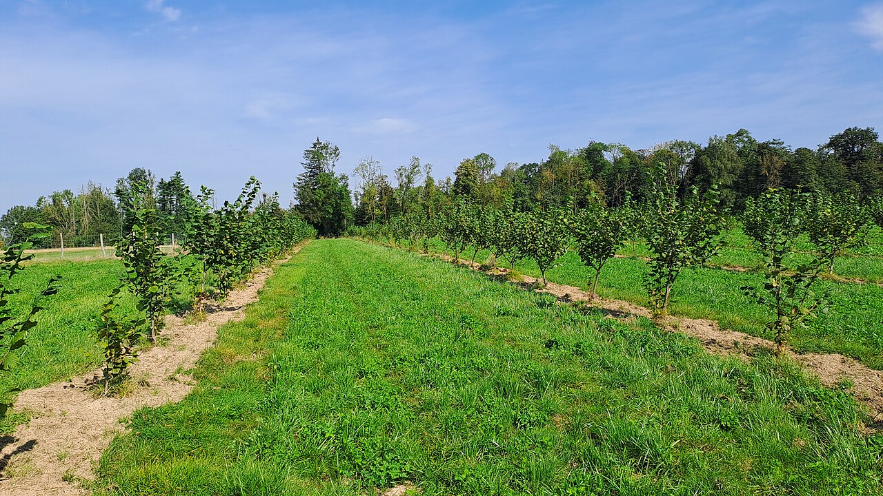 Hazelnut orchard (Corylus avellana) with shrubs in rows