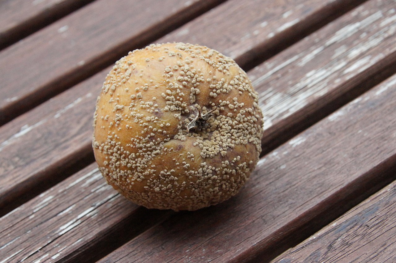Brown rot caused by the fungus *Monilinia fructigena* with typical yellowish sporodochia arranged in concentric circles (shown on an apple)