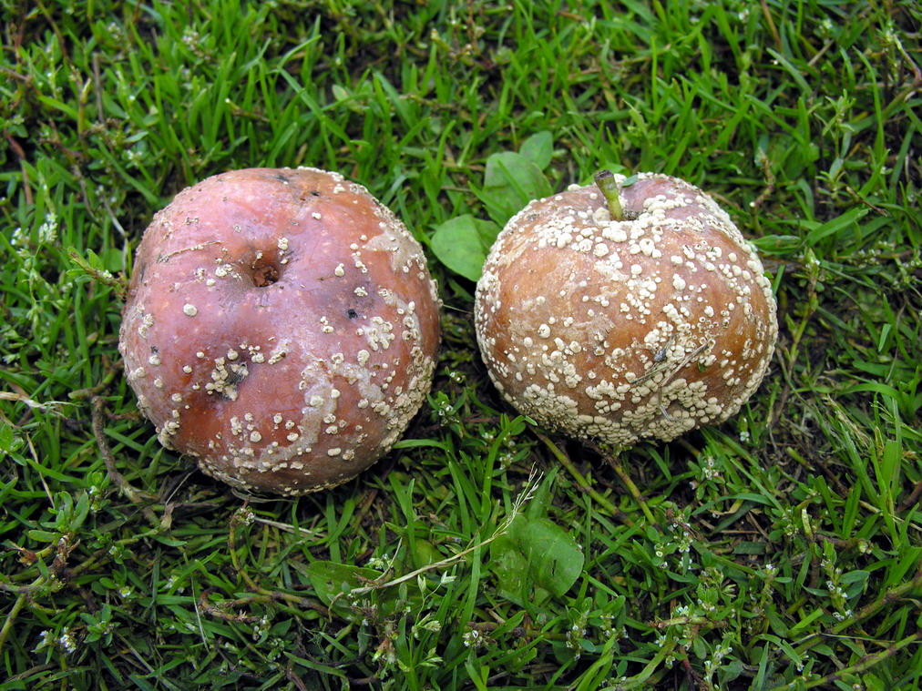 Fruits infected with Monilinia (*Monilia* / *Monilinia fructigena*) showing brown rot and concentrically arranged sporodochia (shown on apples)