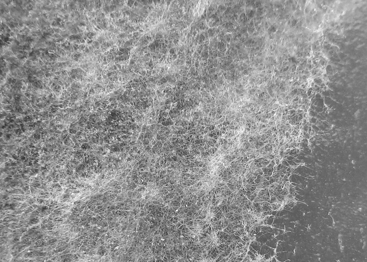 Gray mold (*Botrytis cinerea*) — close-up shot of the web-like gray coating of mycelium and fungal spores