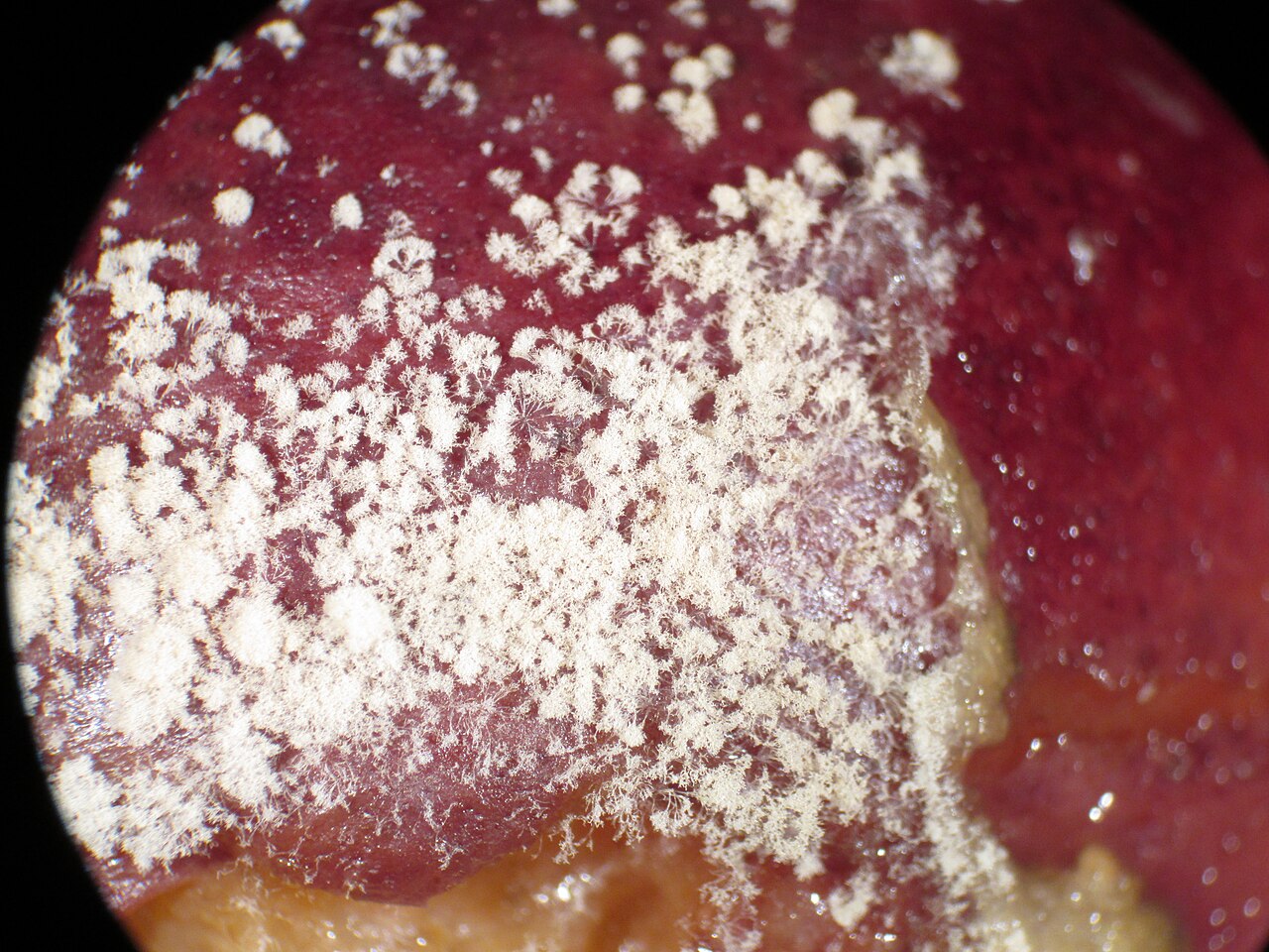 Monilia botrytis mold on fruit