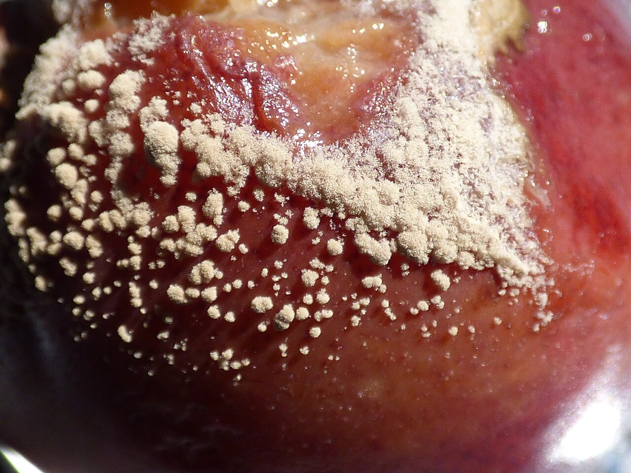 Monilia blight on fruit