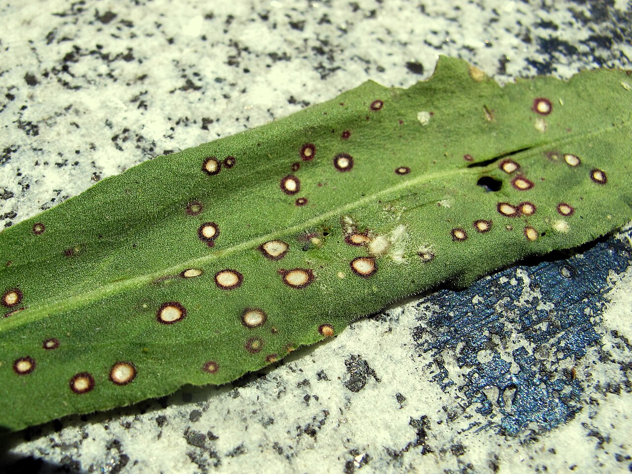 Round fungal leaf spots with a ring-like zone (illustrative, on a sorrel leaf Rumex sp.)
