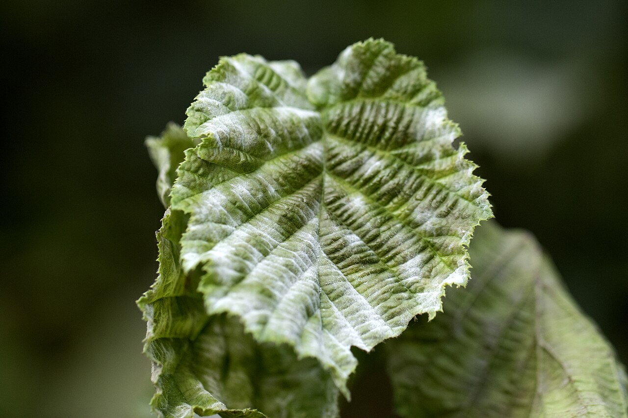 White powdery powdery mildew coating on the upper side of a hazelnut leaf