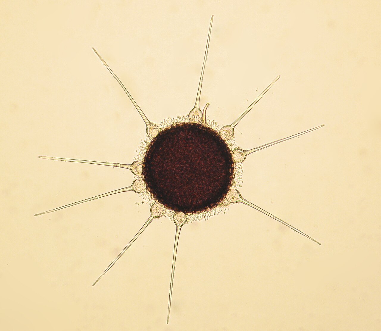 Powdery mildew cleistothecium of Phyllactinia guttata on a hazelnut leaf under magnification