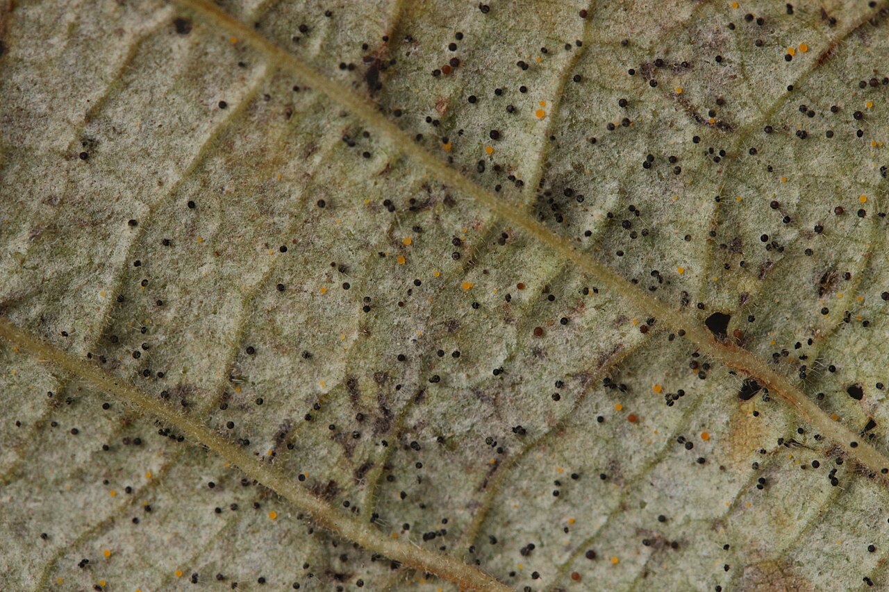 Leaf surface with fungal spores