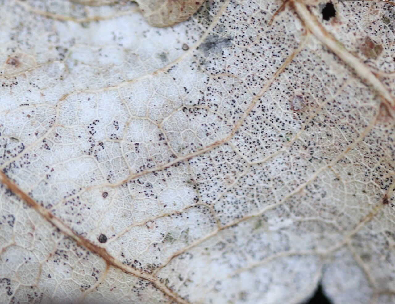 Close-up of leaf with fungal spores