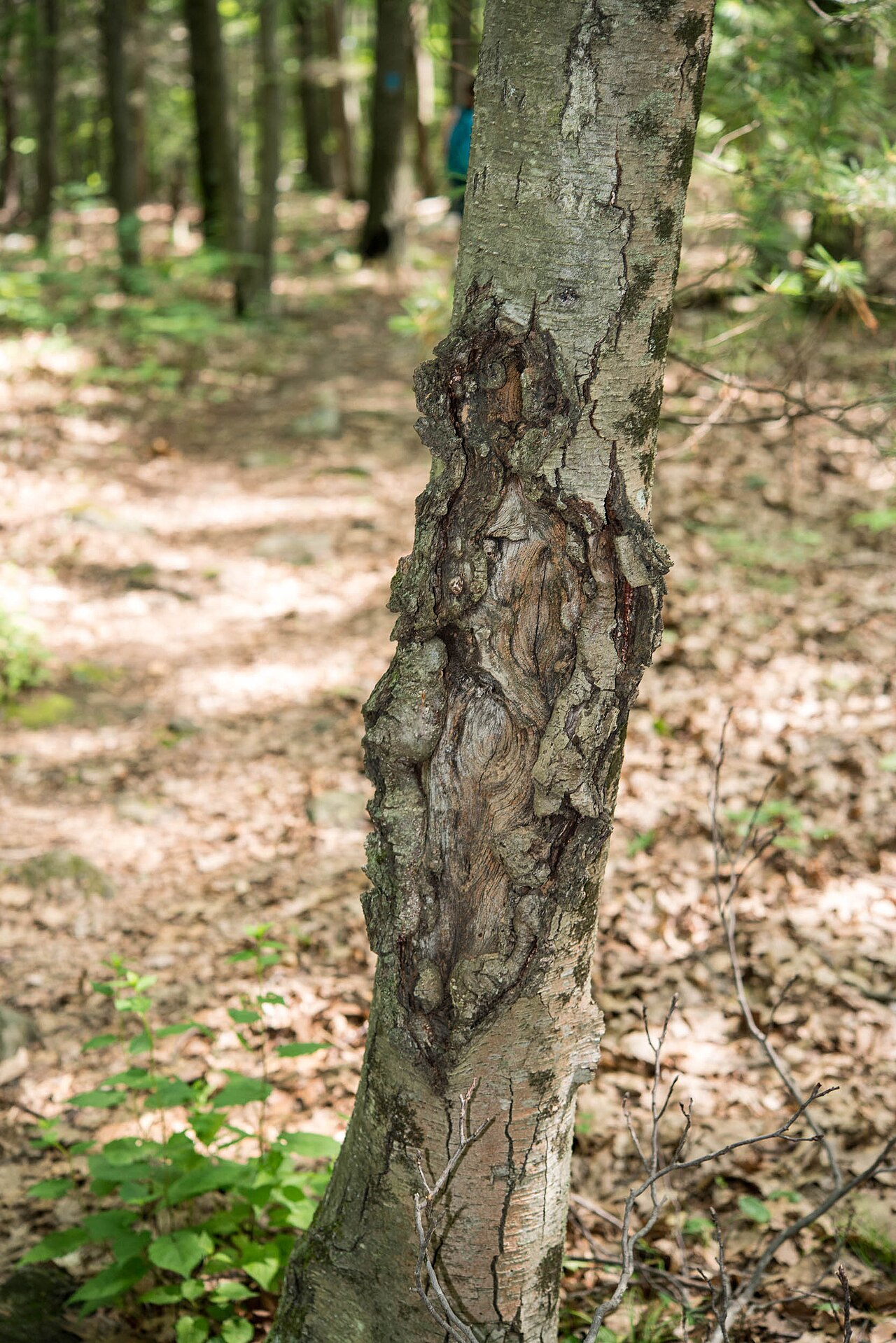Cankery wound on the bark caused by Neonectria (Nectria) galligena - sunken, concentrically cracked lesion