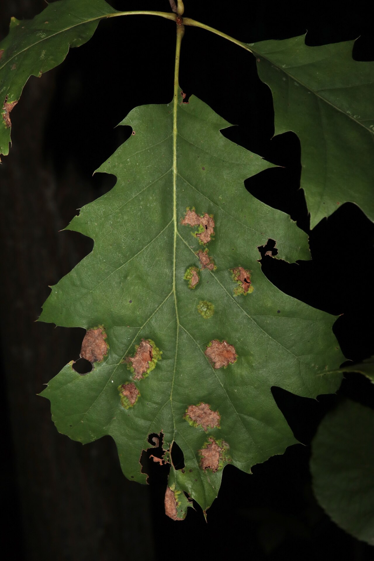 Blister-like blisters on oak leaf (oak blister spot) caused by a related fungus from the genus Taphrina - tissue grows faster than the surrounding healthy part of the leaf