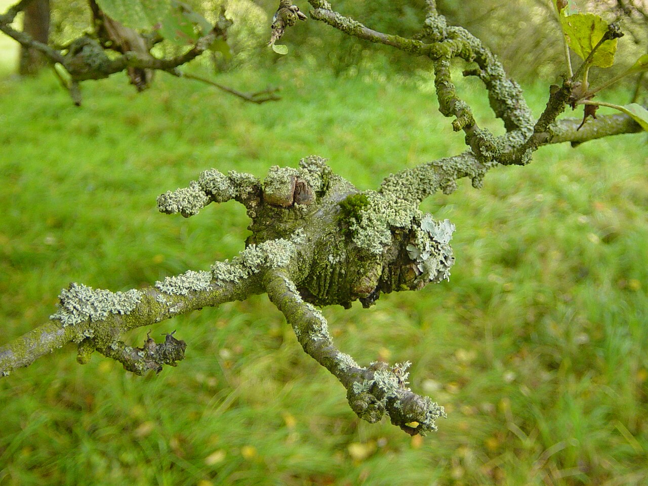 Cankery wound on the tree trunk - typical appearance of fungal bark canker that weakens and breaks branches