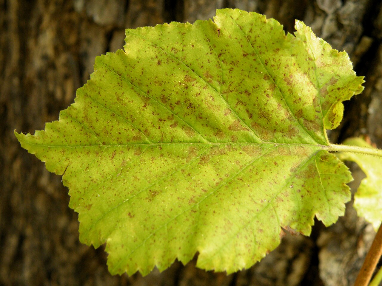 Hazelnut leaf with rust spots