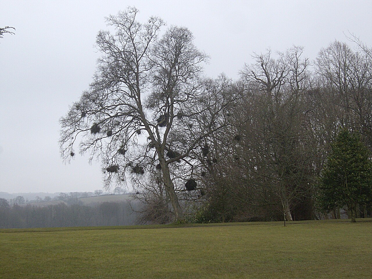 Witch's broom on a tree — cluster of thin shoots, a typical symptom of phytoplasma infection