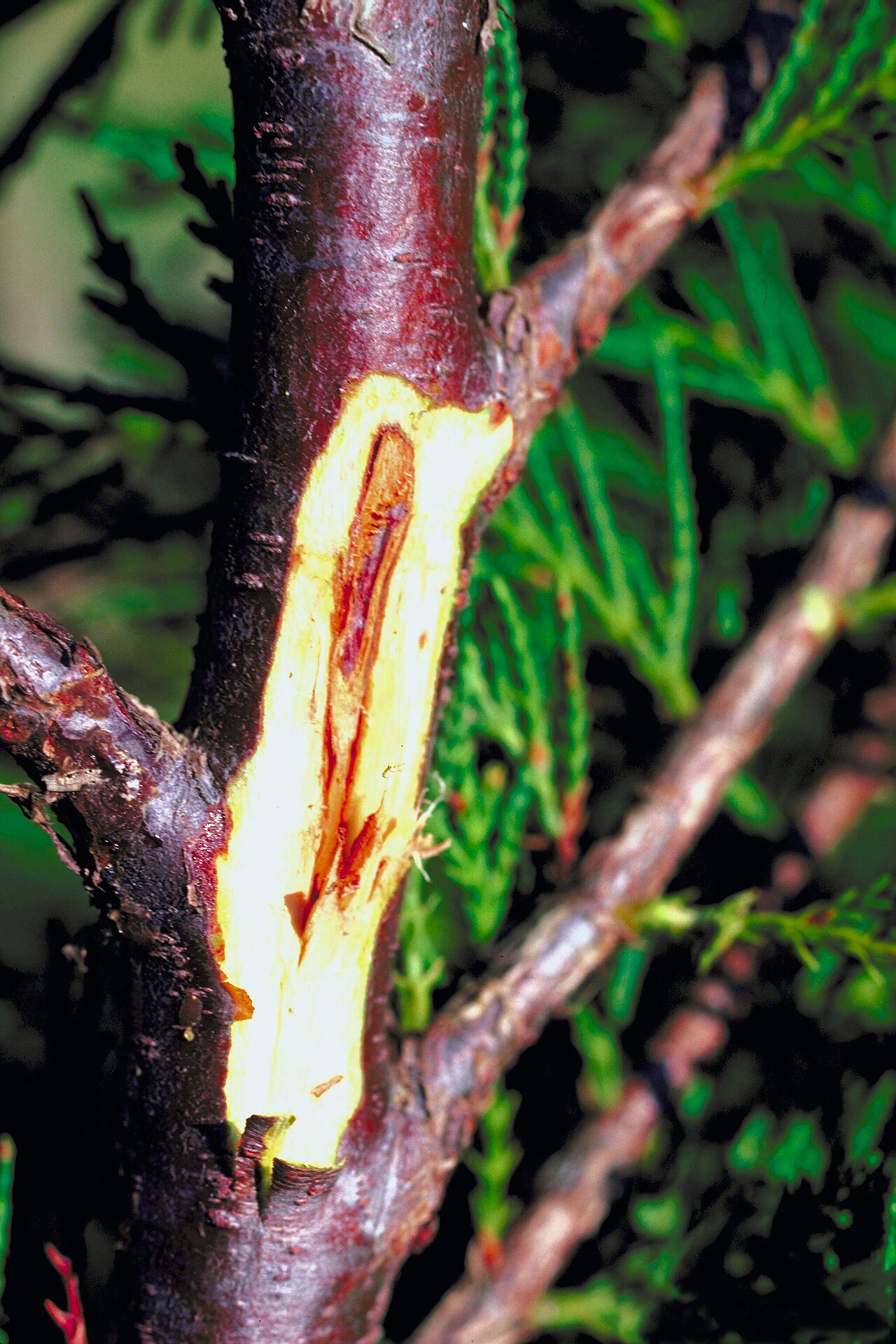 Botryosphaeria dothidea — a fungus from the family Botryosphaeriaceae causing elliptical lesions and shoot drying