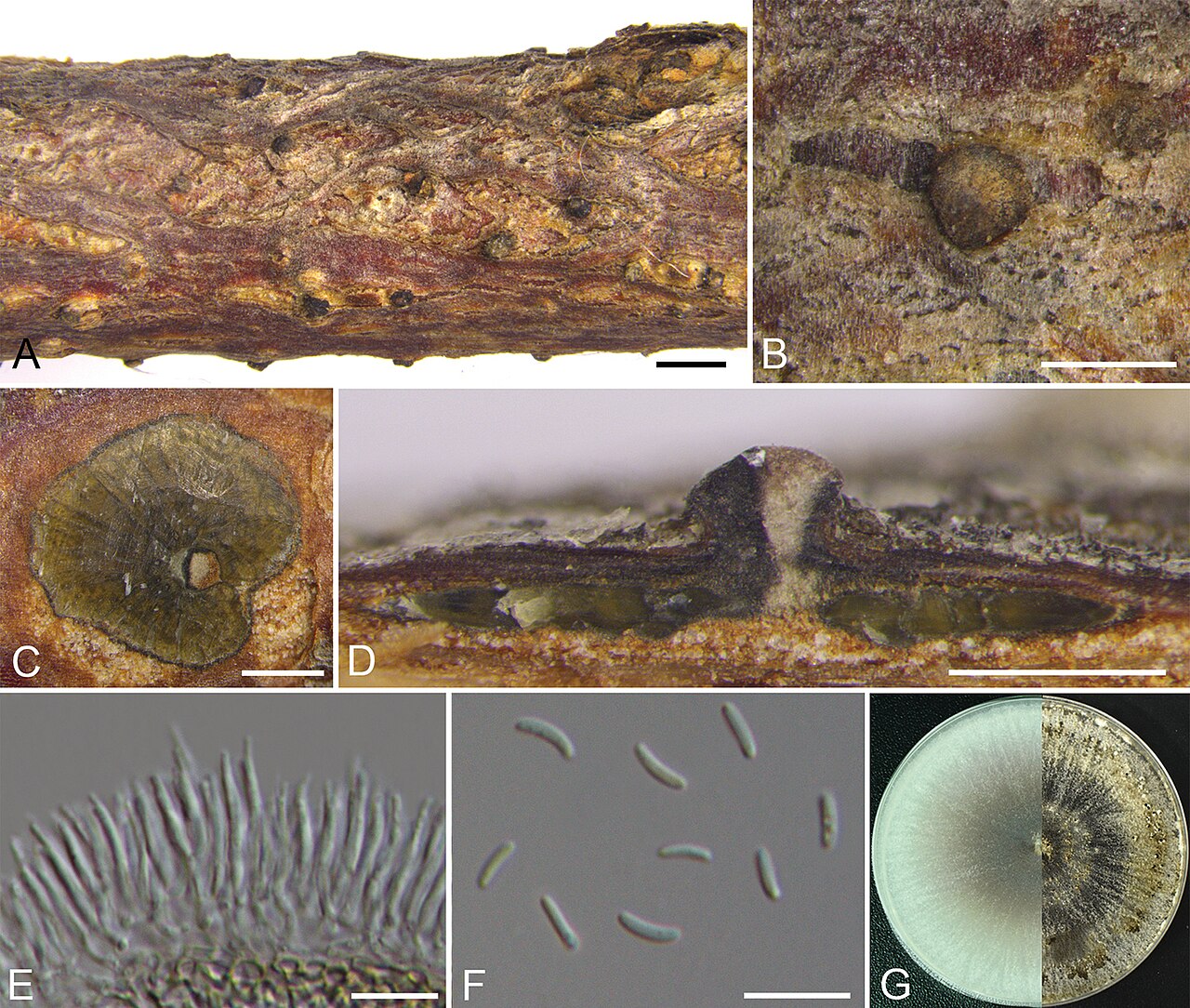 Cytospora coryli — a fungus of the genus Cytospora associated with canker and branch breakage in hazelnut