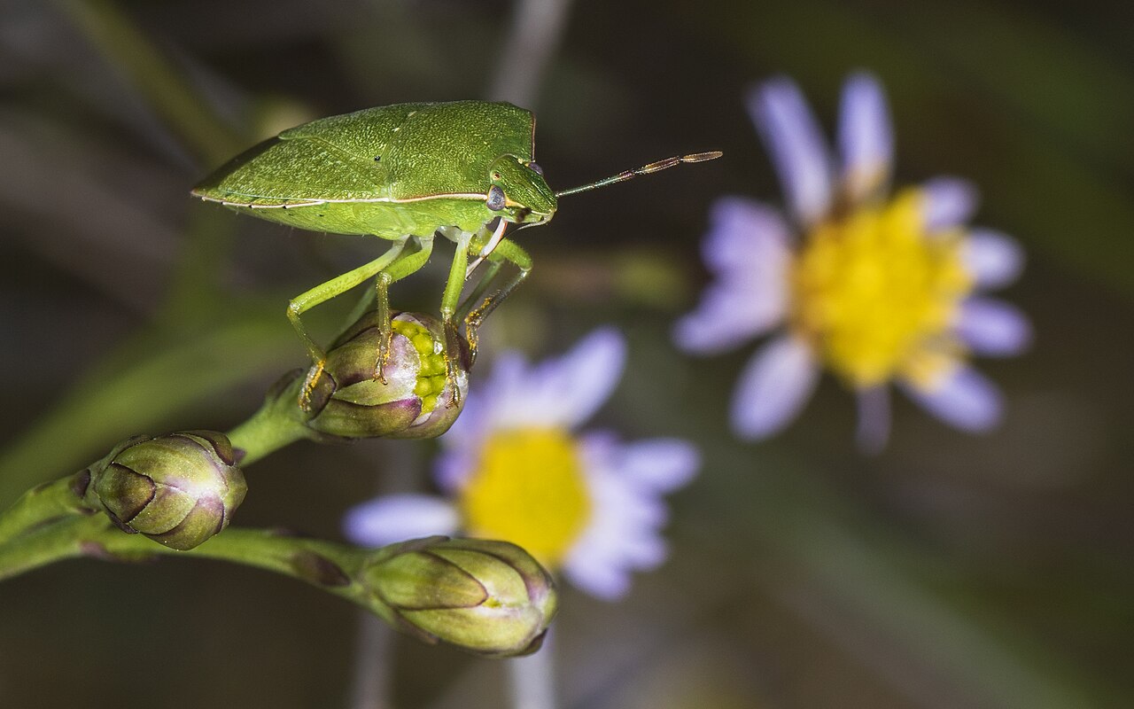 Green (vegetable) stink bug (Nezara viridula), a phytophagous bug associated with hazelnut kernel spot
