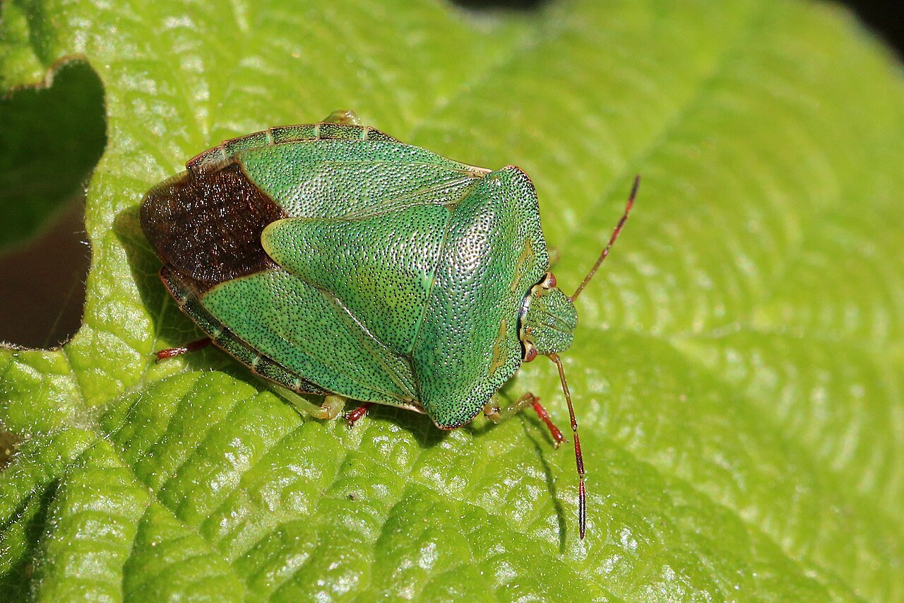 Green forest bug (Palomena prasina), common in hazelnut orchards