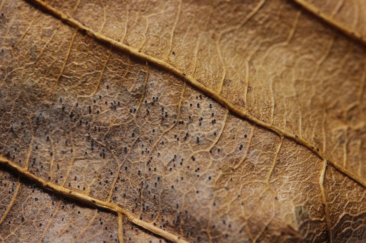 fungal fruiting bodies on hazelnut leaf