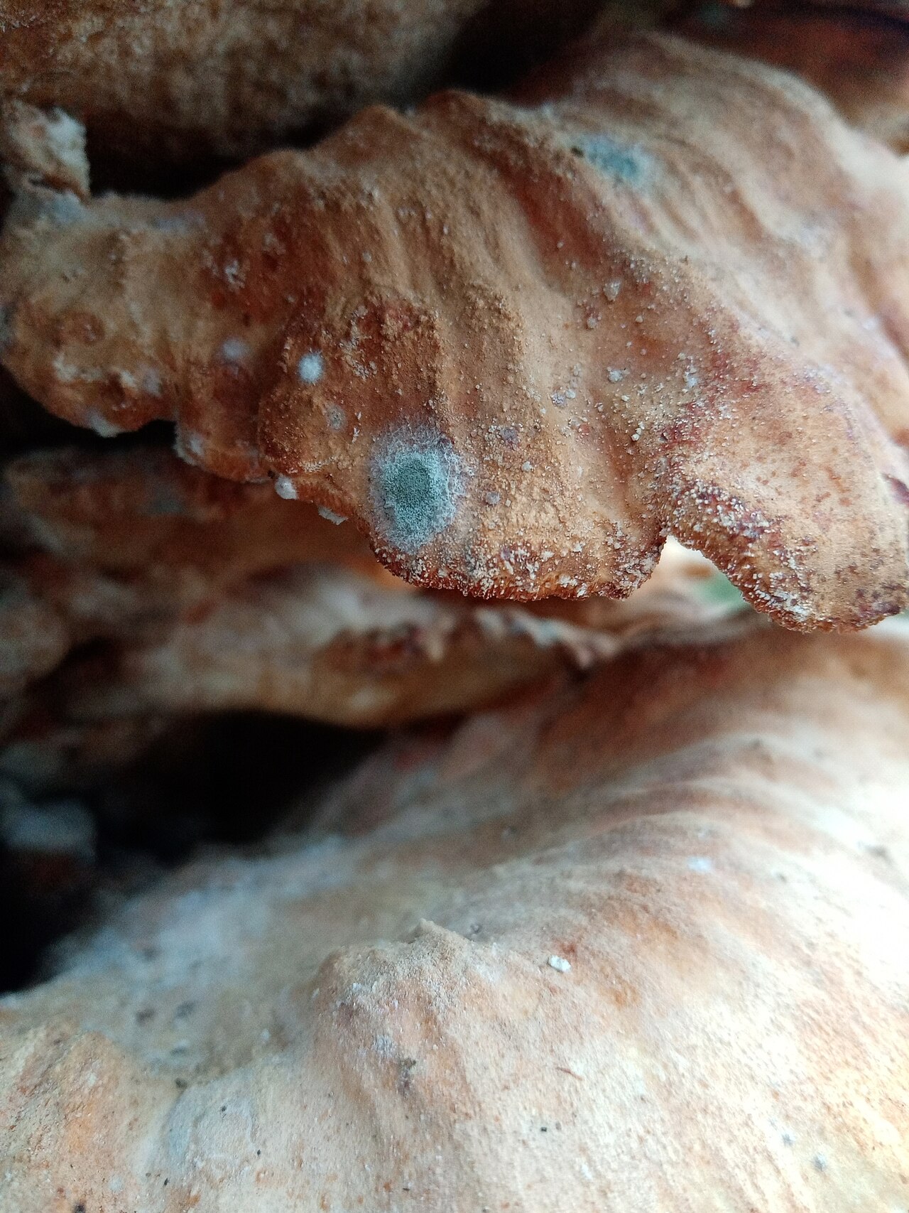 Moldy hazelnut in storage