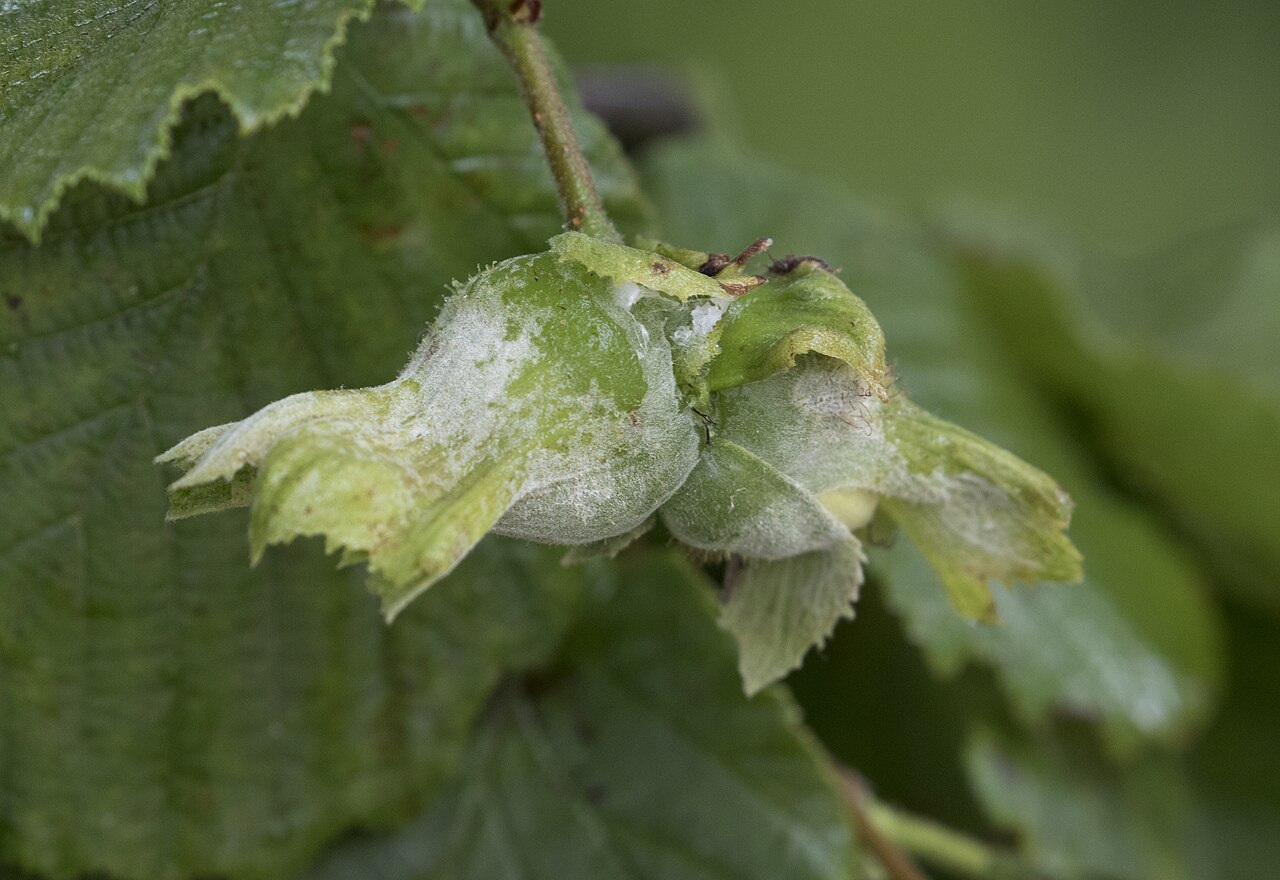 Hazel nuts with white fungal growth