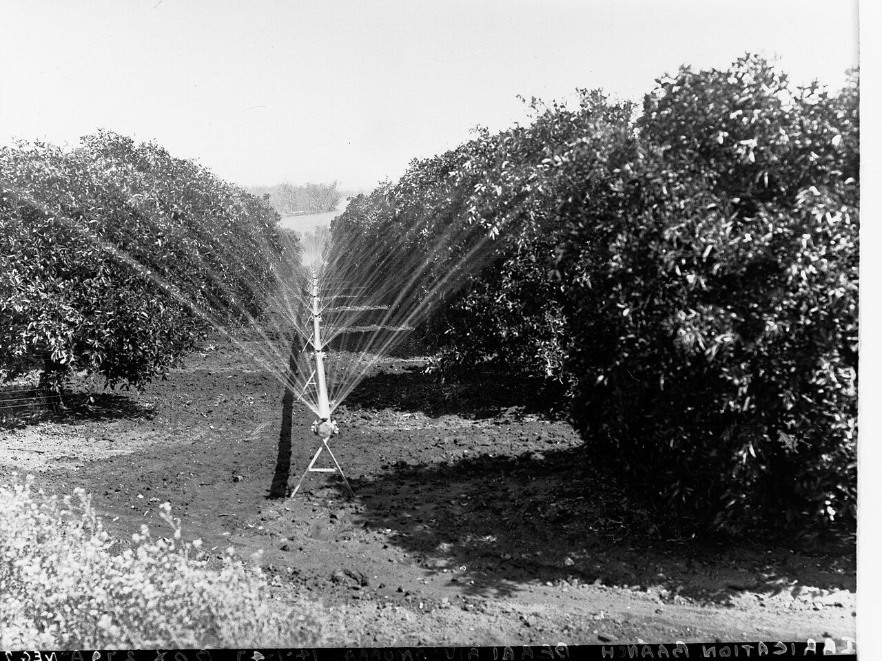Sprinklers in the orchard during irrigation