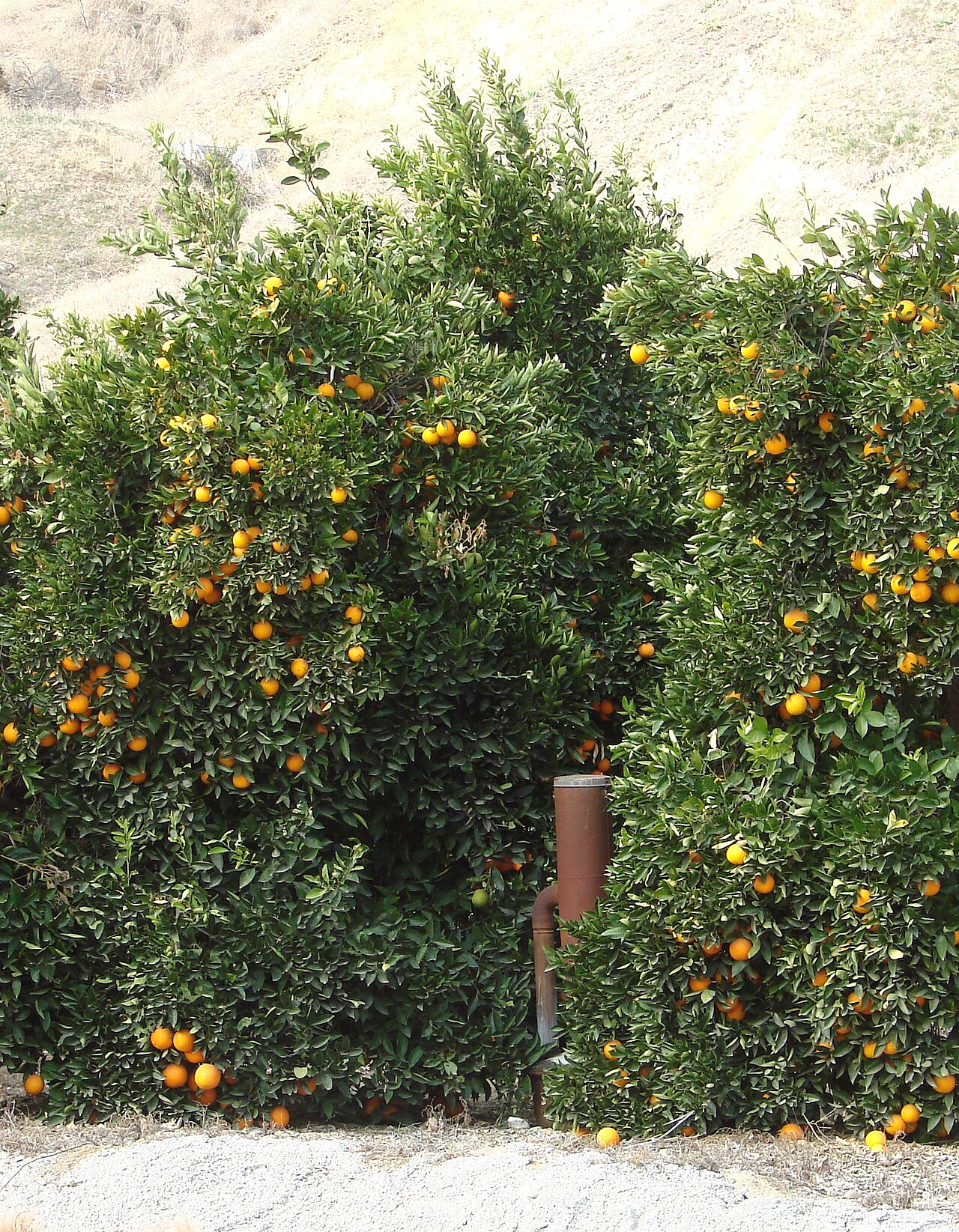 Oranges and heater (smudge pot) in the orchard