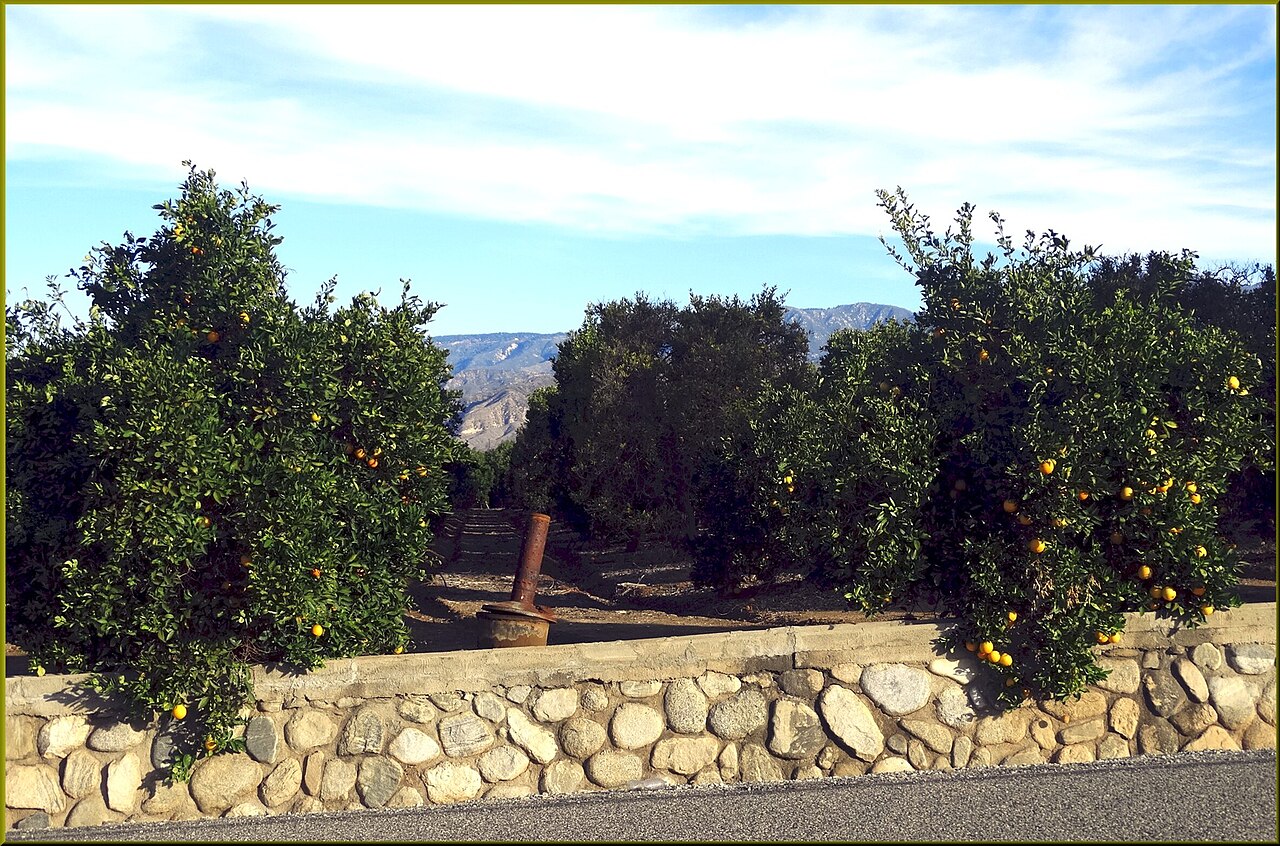 Orange orchard with heater (smudge pot) among trees