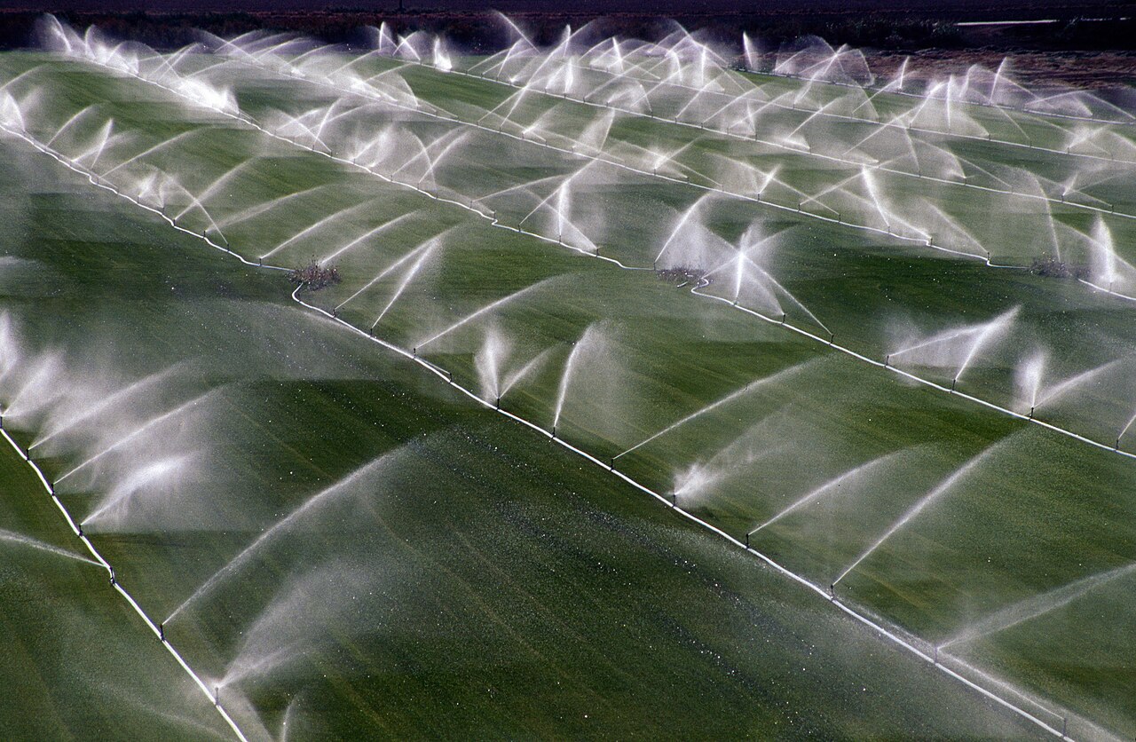 irrigation in hazelnut orchard