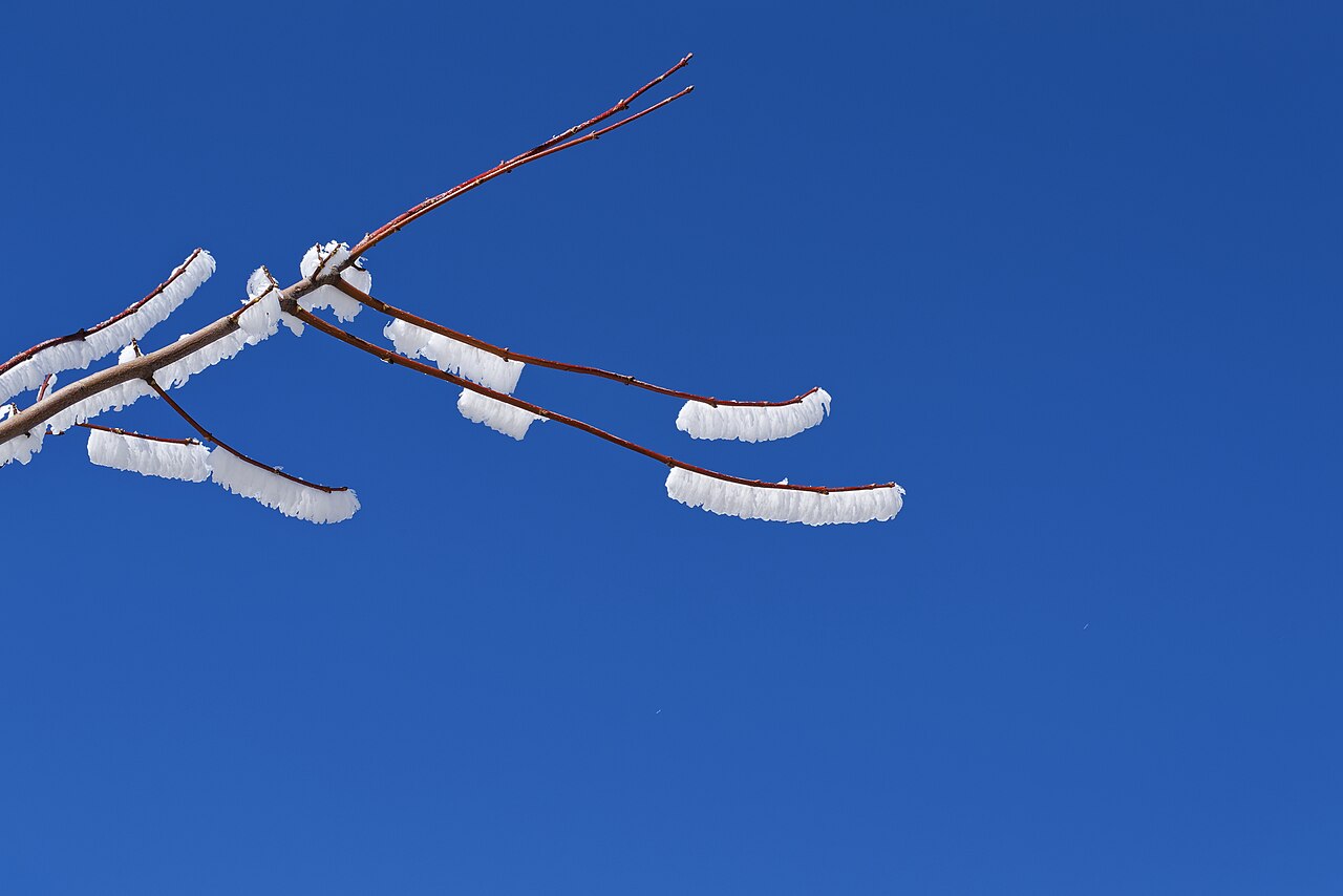 frost protection on branches