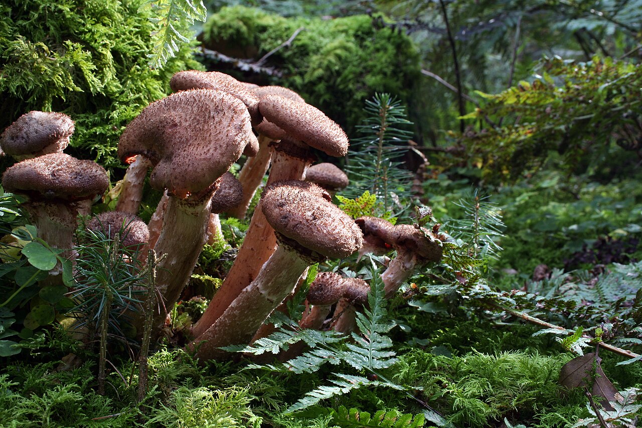 Honey fungus (Armillaria mellea), the cause of root rot and tree drying in hazelnut