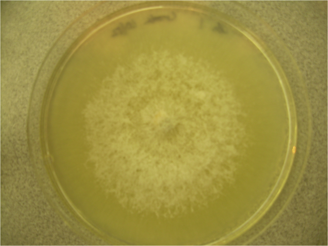 Colony of Verticillium fungus grown on culture medium; agar isolation is a laboratory confirmation method for the pathogen