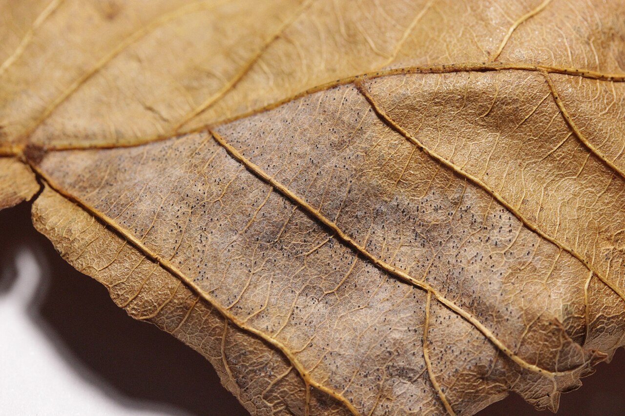 diseased hazelnut leaf close-up