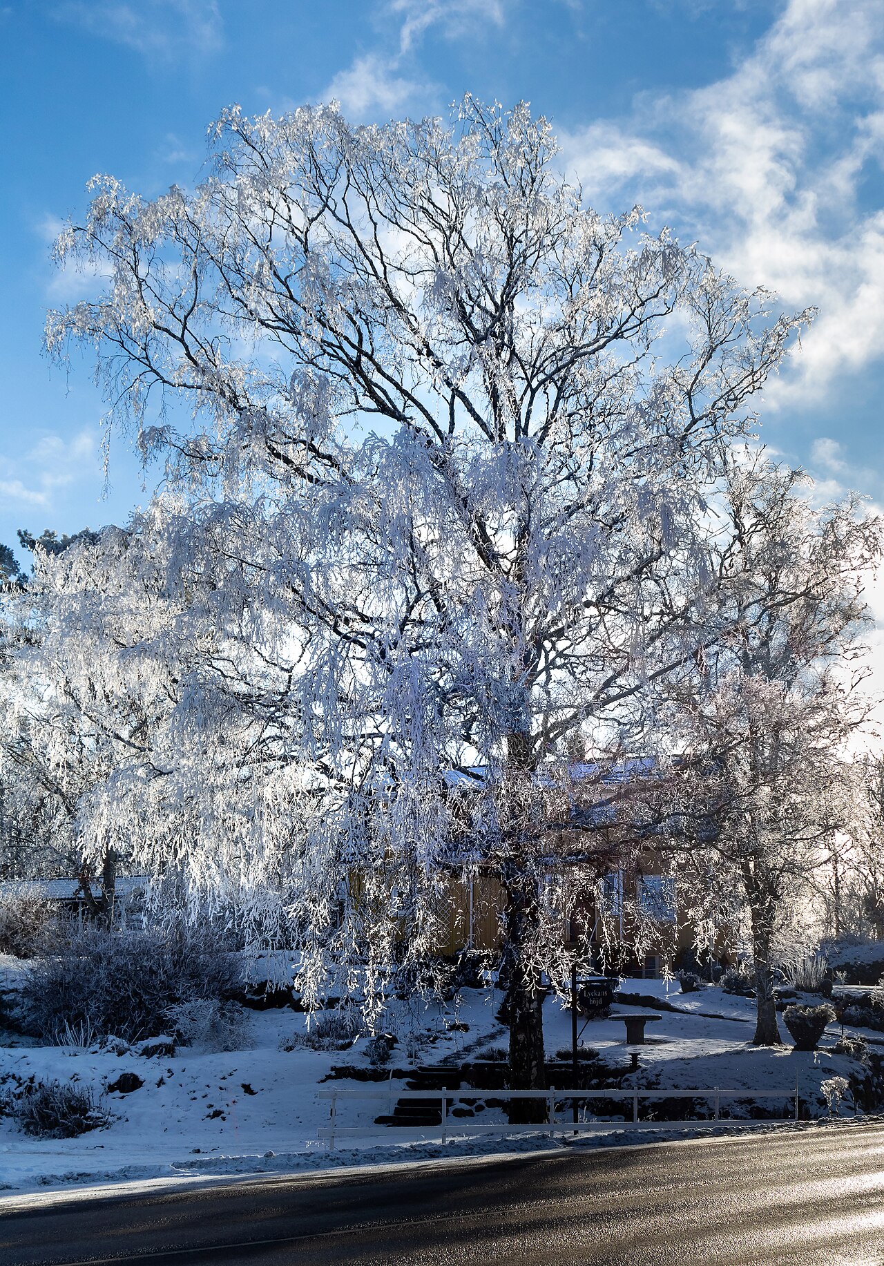 Birch tree covered in ice and rime after frost (illustrative depiction of frost)