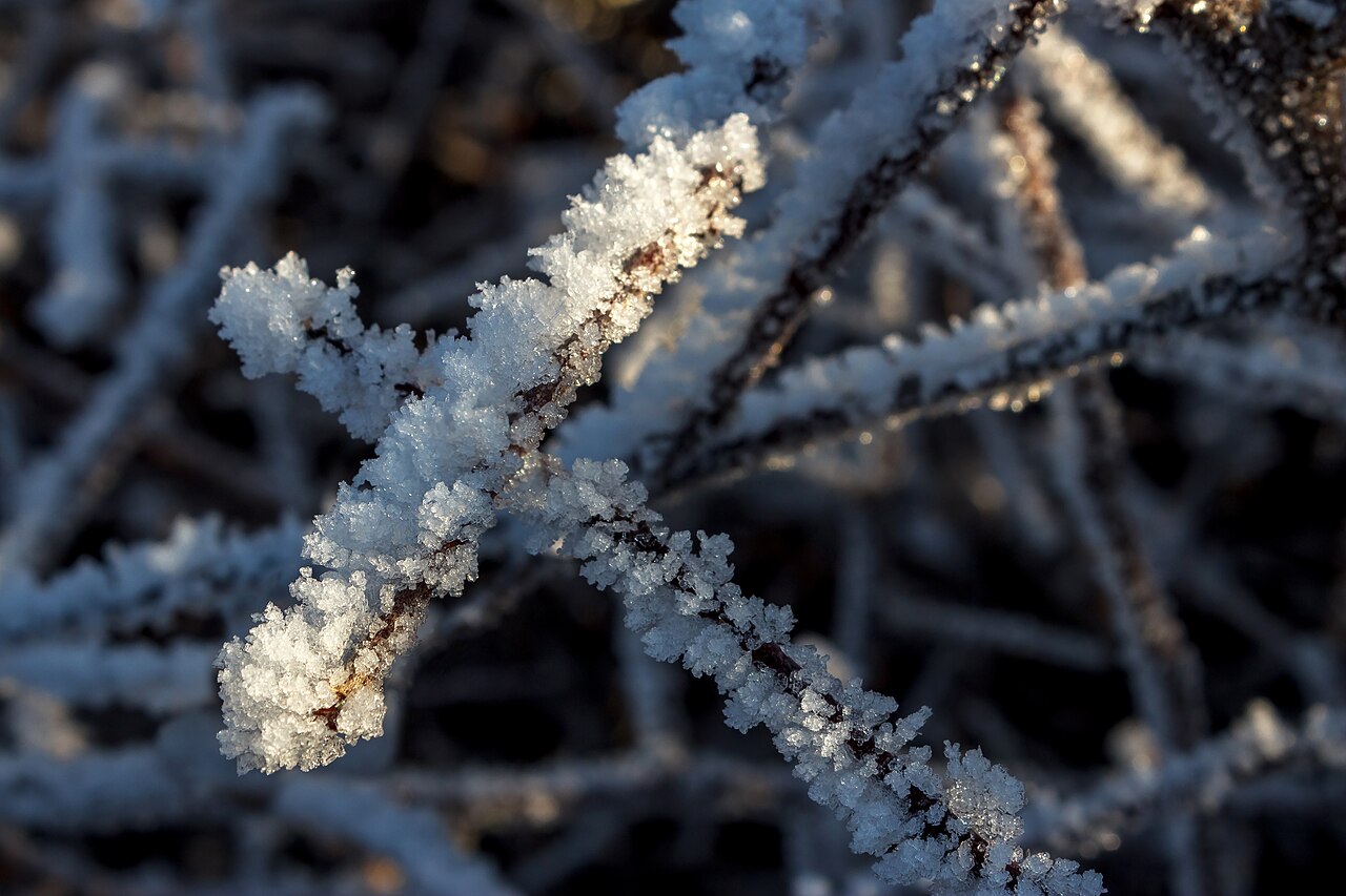 Young shoot coated with an ice shell after frost protection by irrigation