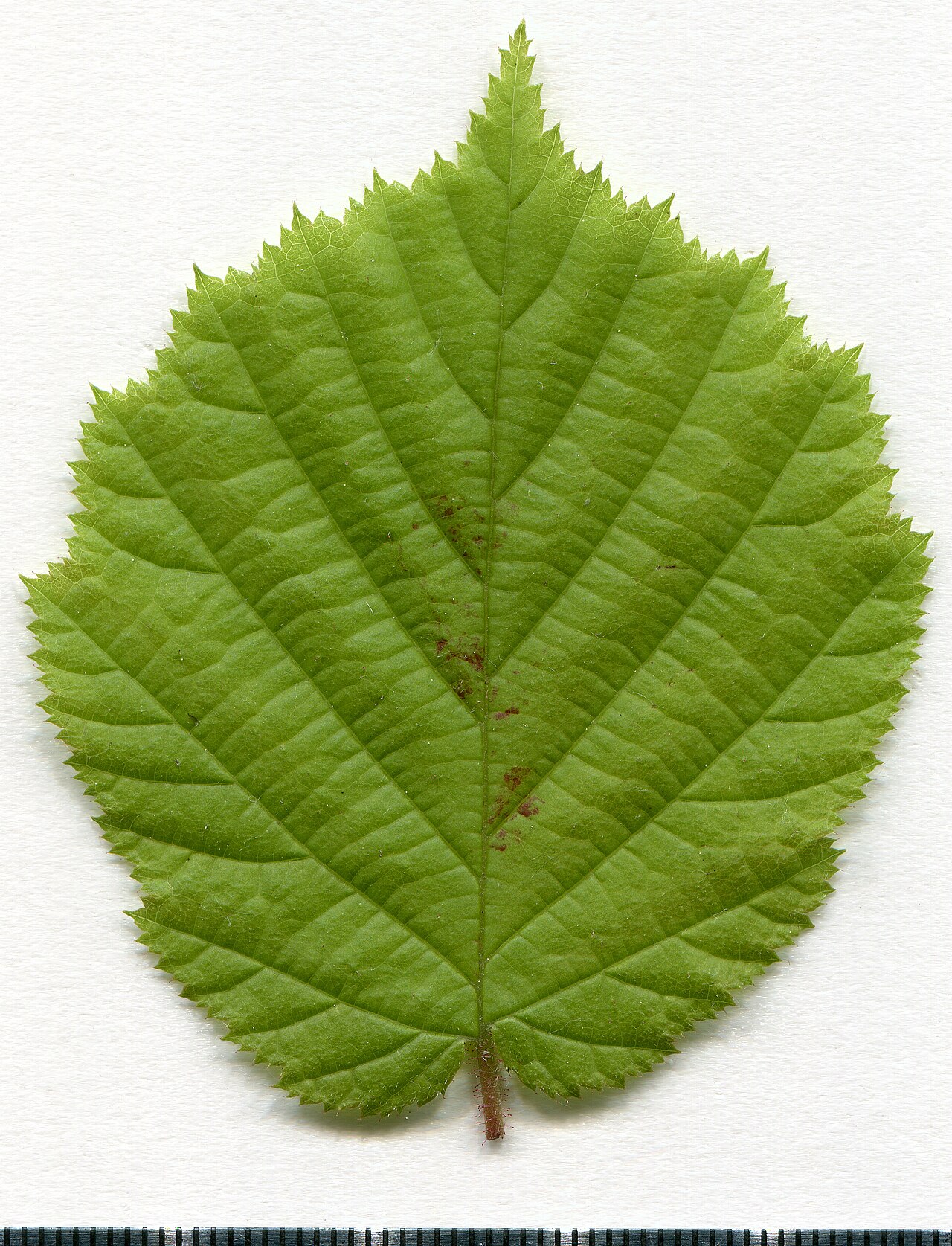 Herbarium specimen of common hazel (Corylus avellana) leaf with visible serrated margin of the blade