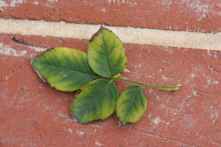 yellowing hazelnut leaf on brick