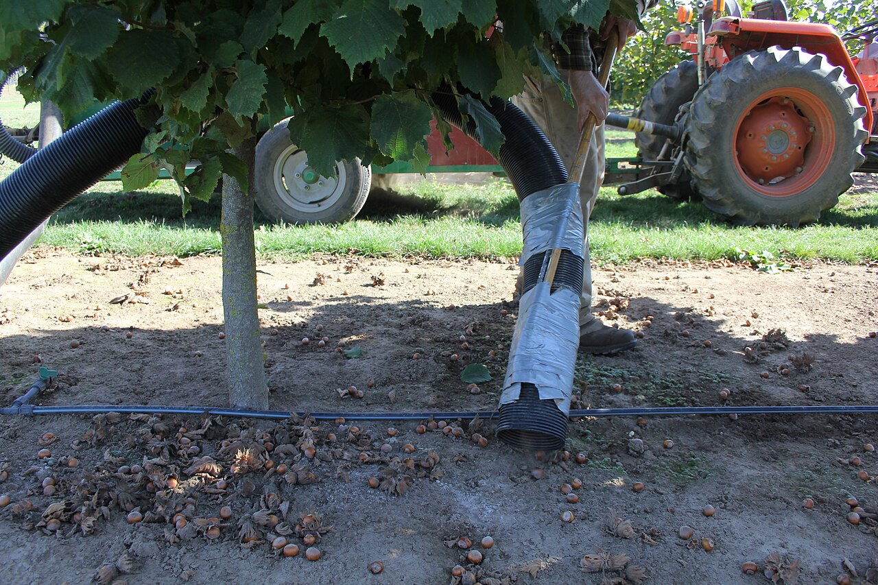 Collected hazelnuts during harvesting (Oregon)