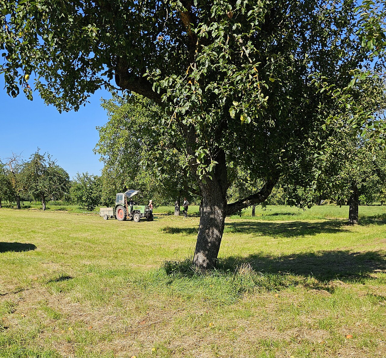 tractor harvesting in orchard
