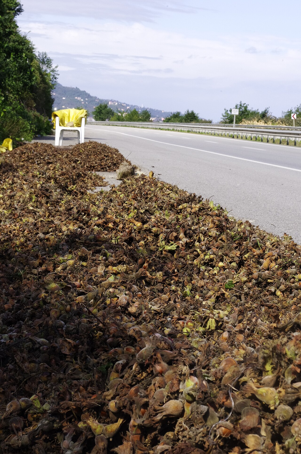 close-up of harvested hazelnuts