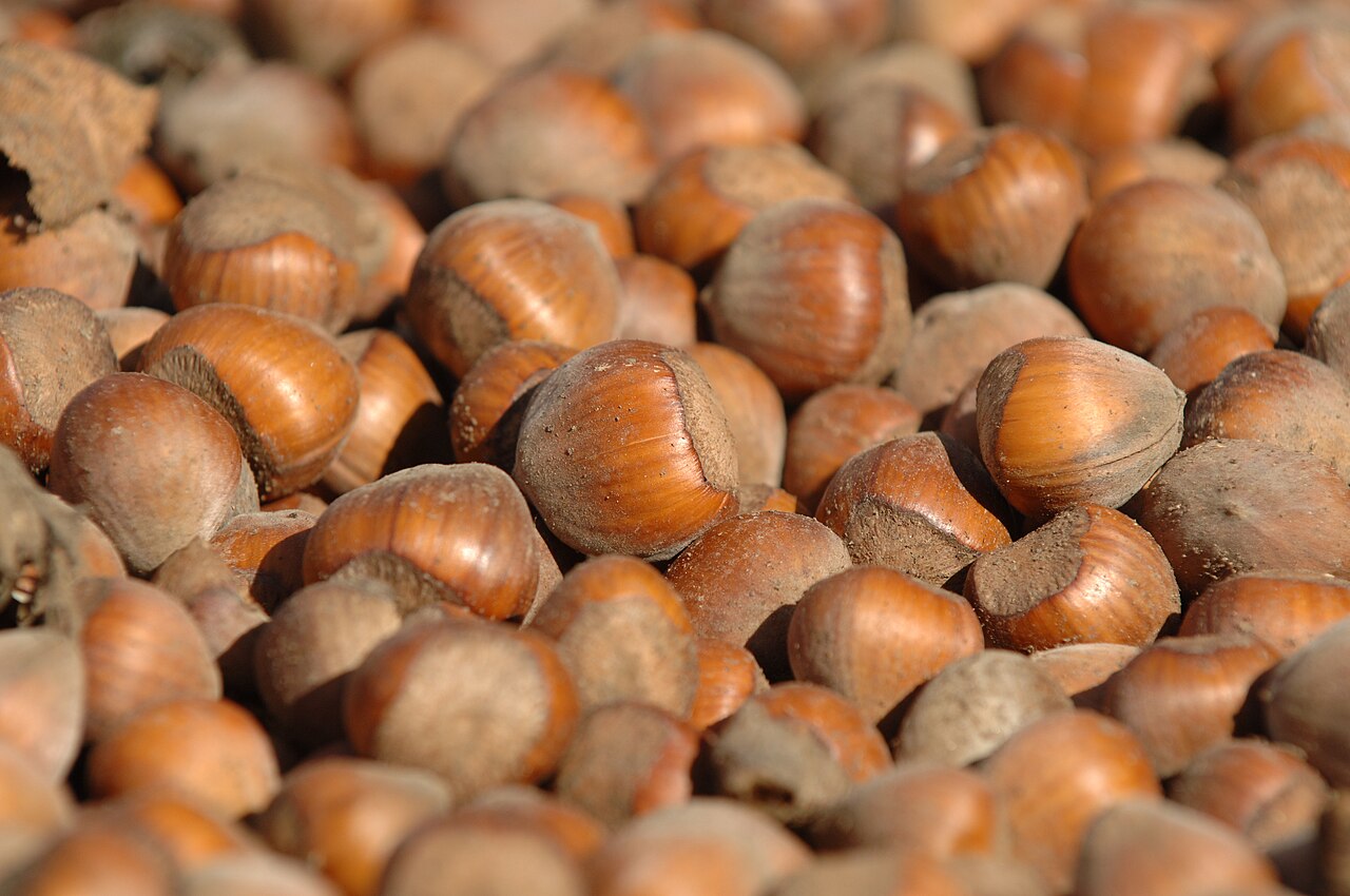 Hazelnuts collected from the ground after harvest