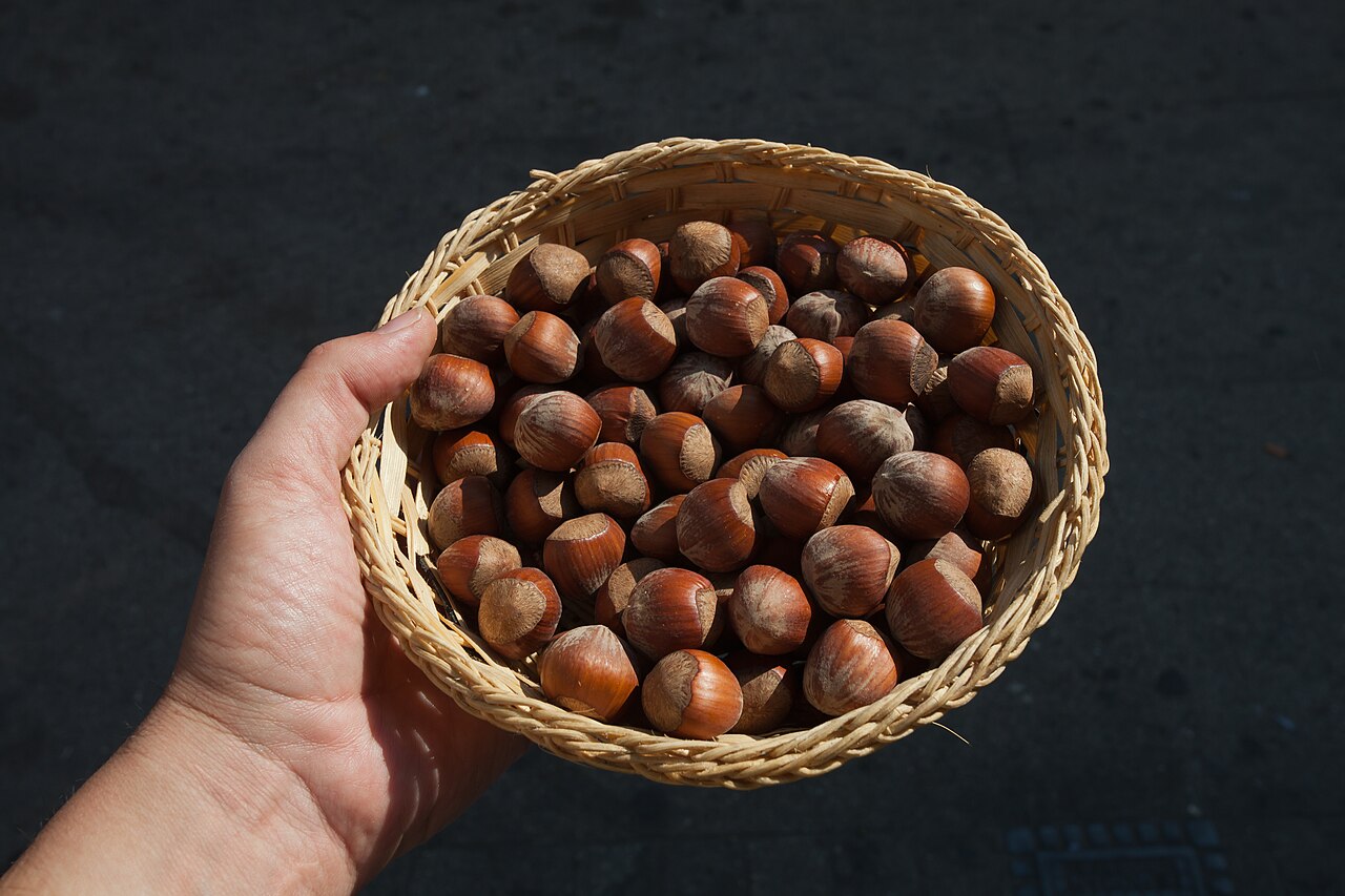 hand holding basket of hazelnuts